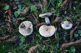 Hebeloma hiemale image