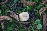 Hebeloma hiemale image
