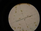 Hebeloma hiemale image