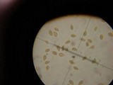 Hebeloma hiemale image
