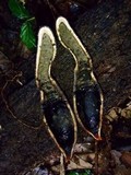 Xylaria telfairii image