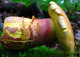 Boletochaete bicolor image