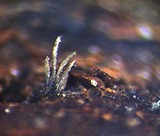 Image of Paradidymobotryum oblongum