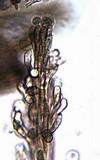 Paradidymobotryum oblongum image