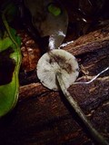 Hydropus nigrita image