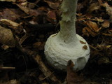 Amanita abrupta image