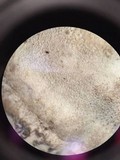 Bjerkandera adusta image