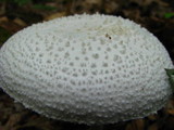 Amanita abrupta image