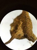 Callistosporium luteo-olivaceum image