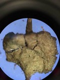Callistosporium luteo-olivaceum image