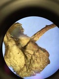 Callistosporium luteo-olivaceum image