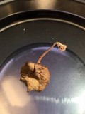Callistosporium luteo-olivaceum image