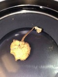 Callistosporium luteo-olivaceum image