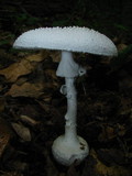 Amanita abrupta image