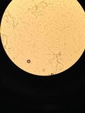 Lentinus tigrinus image