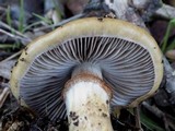 Cortinarius trivialis image