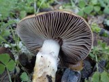 Cortinarius trivialis image