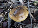 Cortinarius trivialis image