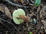 Imleria badia image