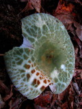 Russula parvovirescens image