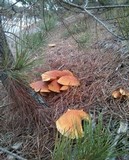 Gymnopilus ventricosus image