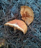 Gymnopilus ventricosus image