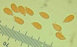 Micromphale arbuticola image