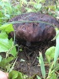 Calvatia cyathiformis image