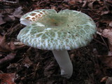 Russula parvovirescens image