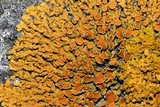 Xanthoria elegans image