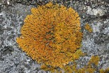 Xanthoria elegans image