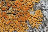 Xanthoria elegans image