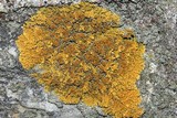 Xanthoria elegans image