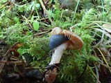 Inocybe cinnamomea image