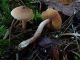 Inocybe cinnamomea image