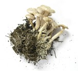 Clitocybe albirhiza image