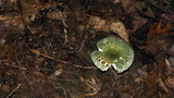 Russula parvovirescens image