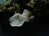 Rimbachia bryophila image