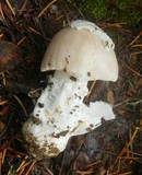 Amanita crassiputamen image