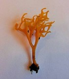 Ramariopsis crocea image