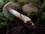 Inocybe subcarpta image