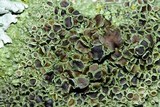 Phaeophyscia ciliata image