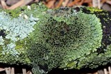 Phaeophyscia ciliata image