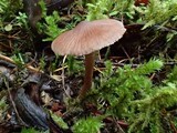 Cortinarius casimiri image
