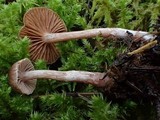 Cortinarius casimiri image