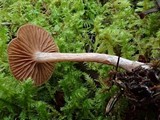 Cortinarius casimiri image