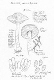 Cortinarius casimiri image