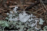 Platismatia tuckermanii image