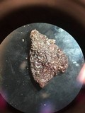 Exidia recisa image