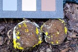 Octaviania tasmanica image